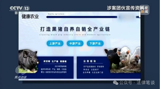 【云养黑猪】竟是传销陷阱！数万人血本无归！