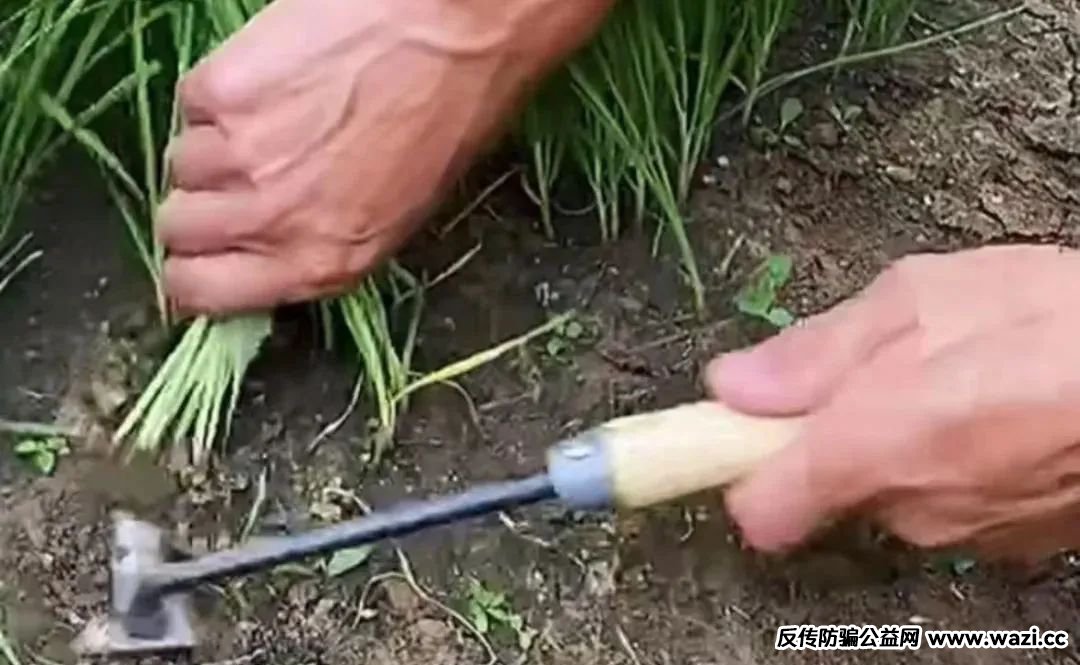 【原田易购】骗局警惕；估摸着就是一个短频快的盘子！