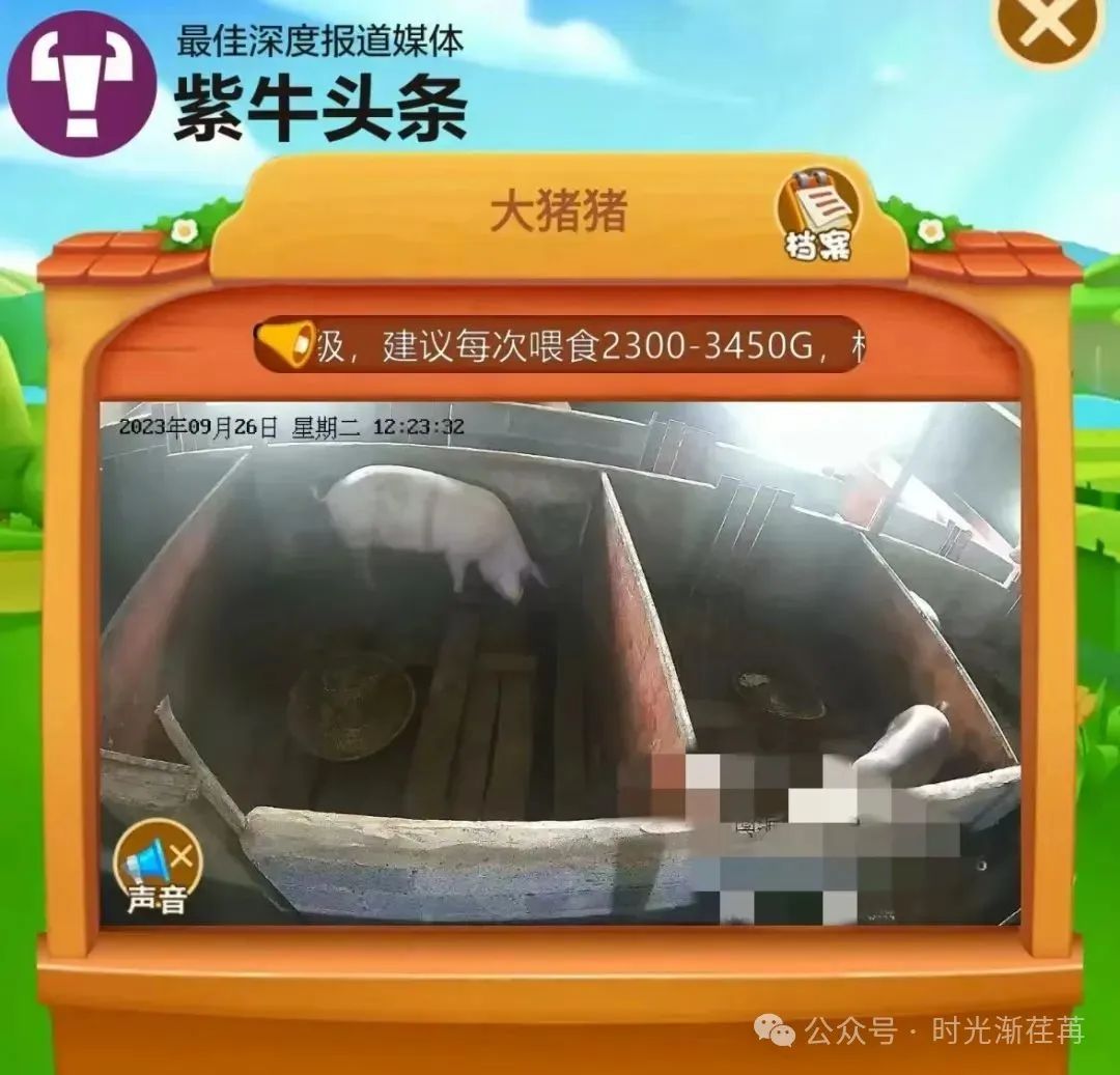 云养猪爆雷！2000元日赚梦碎，揭开云养背后吃人不吐骨的收割网​
